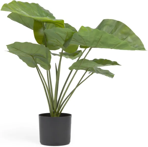 Alocasia, Künstliche Pflanze, schwarz, H57x63x63 cm